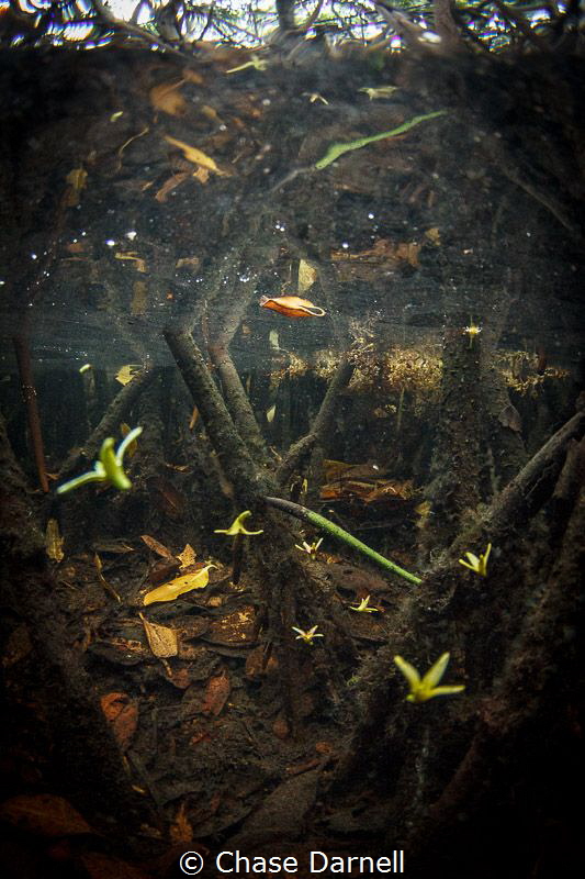 "Wonderland" 
Sinking mangrove blooms being lit by the sun! by Chase Darnell 
