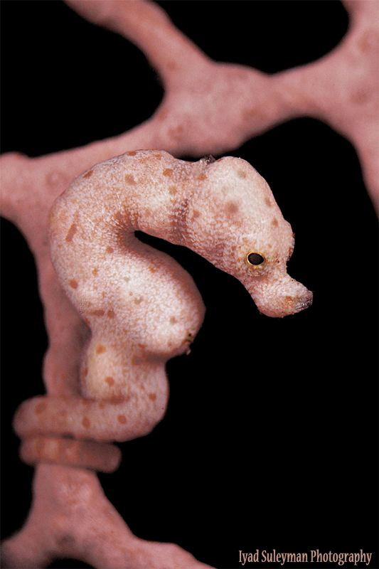Denise's Pygmy Seahorse by Iyad Suleyman 