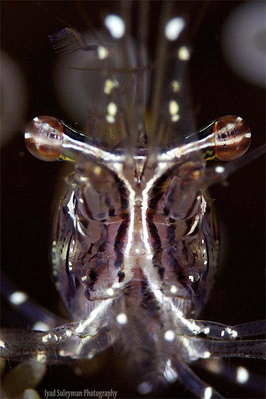 Shrimp by Iyad Suleyman 