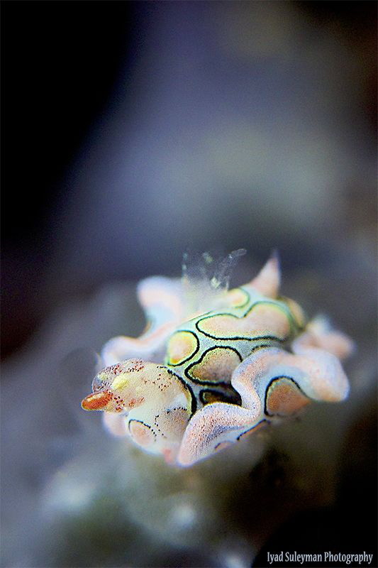 Sagaminopteron psychedelicum by Iyad Suleyman 