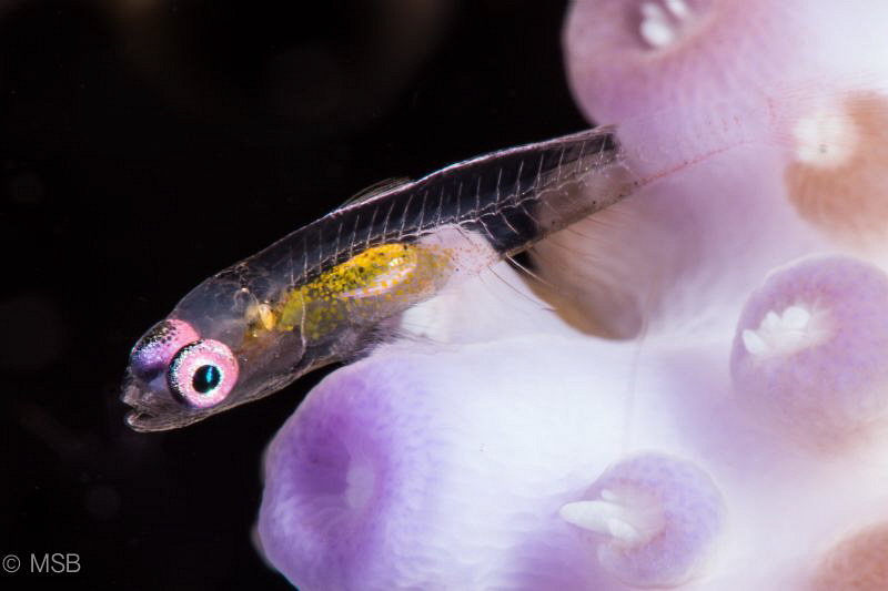 One more pink eyed goby. by Mehmet Salih Bilal 