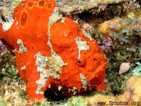 The divemaster spotted this longlure frogfish. The white ... by Zaid Fadul 