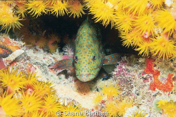 Perched for the night by Shane Batham 