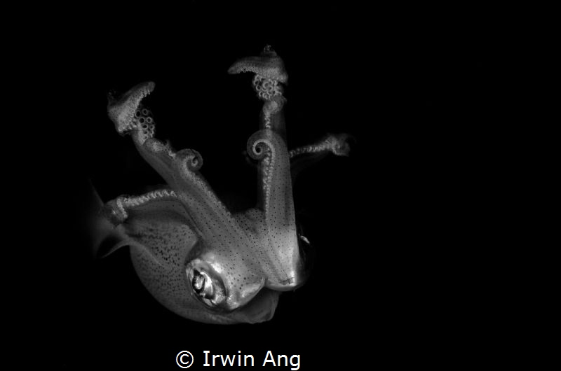F L Y I N G
Squid (Disambiguation) 
Anilao, Philippines... by Irwin Ang 