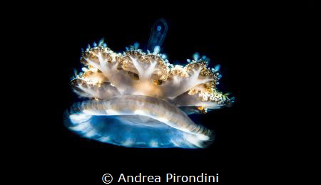Floating beauty
Canon Eos 5D Mark III
EF 100mm 1/200 se... by Andrea Pirondini 