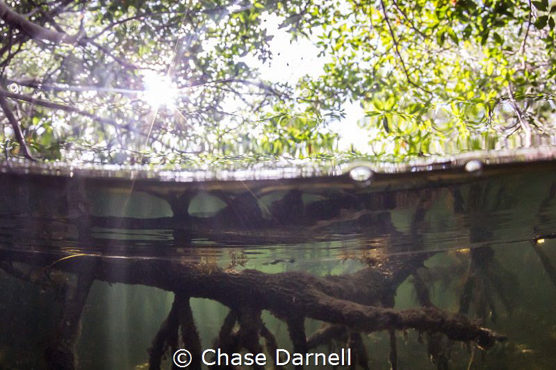 "Aqua Forest" 
Big roots form the foundation for the Man... by Chase Darnell 