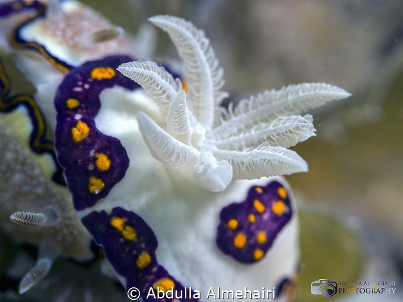 Nudibranch by Abdulla Almehairi 