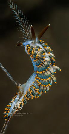 Trinchesia yamasui by Arno Enzo 