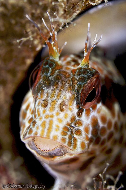 Blenny Portrait by Iyad Suleyman 