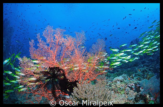 blue lined snapper by Oscar Miralpeix 