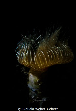silence.......
tube worm macro by Claudia Weber-Gebert 