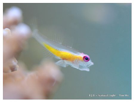 Flying Pink-eye Goby Yawns by Tim Ho 