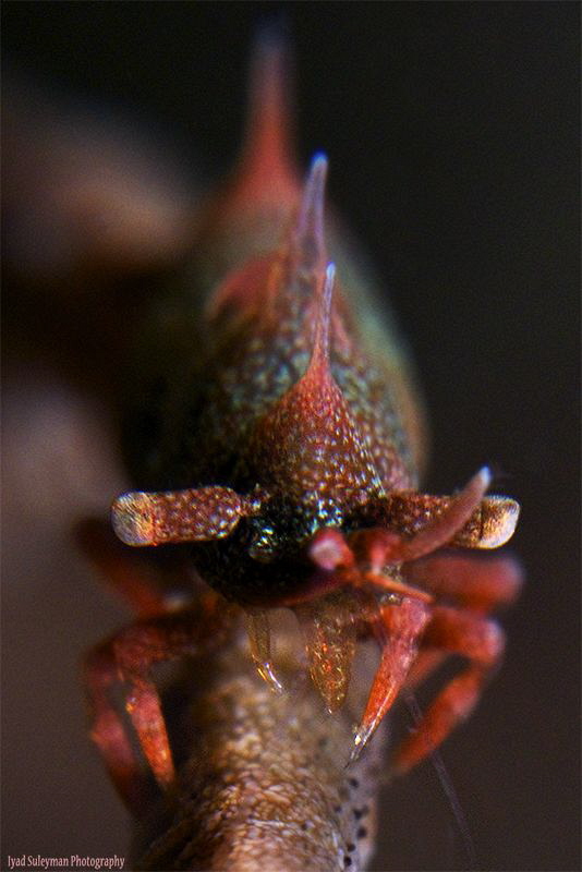 Dragon shrimp by Iyad Suleyman 