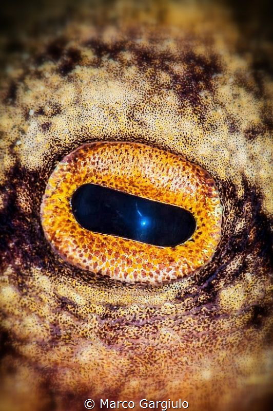 Octopus Eye by Marco Gargiulo 