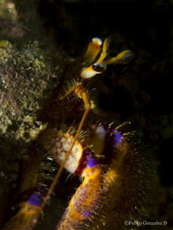 Hermit Crab by Felipe Gonzalez 