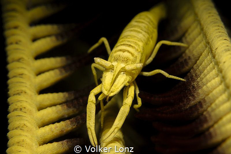 Shrimp on a crinoid / featherstar by Volker Lonz 