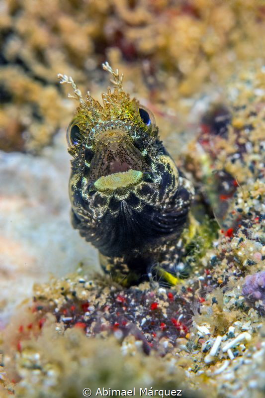 Secretary Blenny by Abimael Márquez 