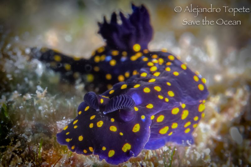 Purple Nudibranch, La Paz Mexico by Alejandro Topete 