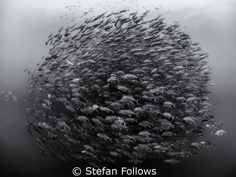 The Eye. Big Eye Travelly - Caranx sexfasciatus. Sail Roc... by Stefan Follows 