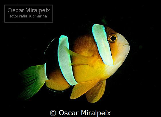 amphiprion by Oscar Miralpeix 