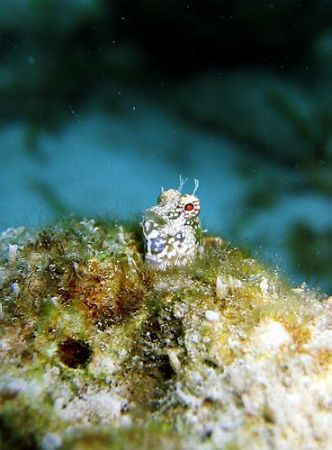 Smug blenny in a hole, Bunaken, Manado. by Dawn Watson 