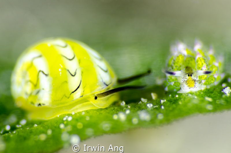F R I E N D S
Yellow cowrie & Sheep nudi (Costasiella ku... by Irwin Ang 