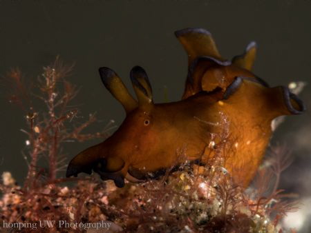 Aplysia parvula by Hon Ping Kong 