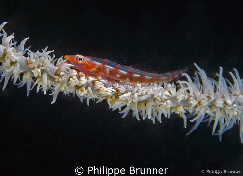 Goby by Philippe Brunner 