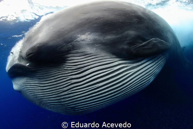 Bryde Whale by Eduardo Acevedo 