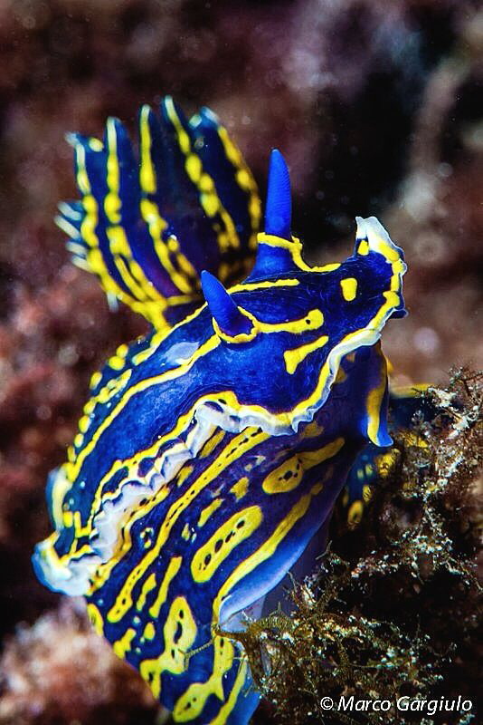 Felimare picta by Marco Gargiulo 