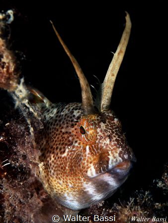 profile portrait by Walter Bassi 