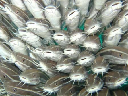 Juvenile catfish by Four Engines 