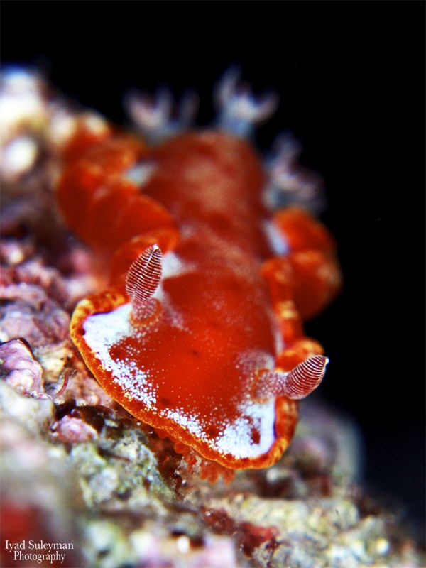 Hexabranchus sanguineus by Iyad Suleyman 