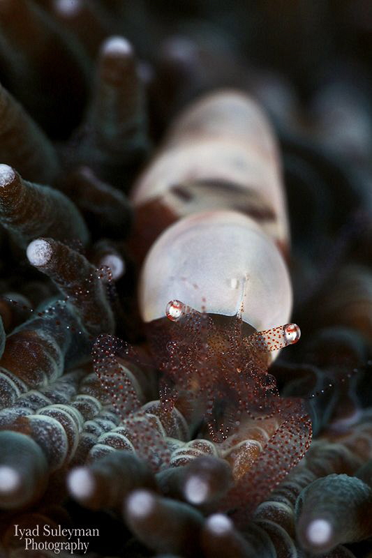 Shrimp by Iyad Suleyman 