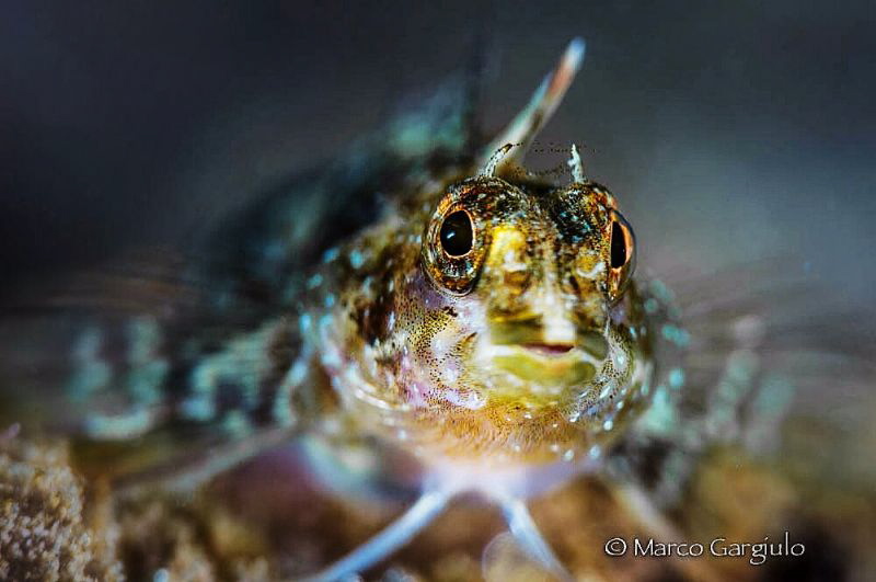 Mediterranean Triplefin goby by Marco Gargiulo 