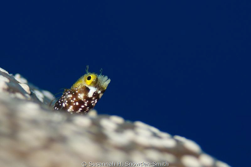 "I always feel like...somebody's watchin' me...!" by Susannah H. Snowden-Smith 