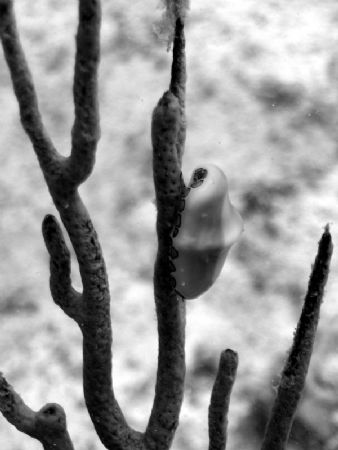 Sea snail by Kelly N. Saunders 