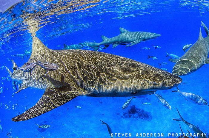 Lemon Sharks enjoying our company at Tiger Beach during a... by Steven Anderson 