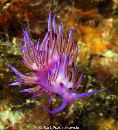 Flabellina,beautifull violet nudibranch captured in north... by Bart Pszczolkowski 
