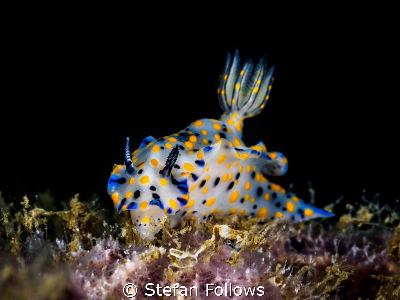 Just Grazin'. Nudibranch - Hypselodoris kanga. Chaloklum,... by Stefan Follows 