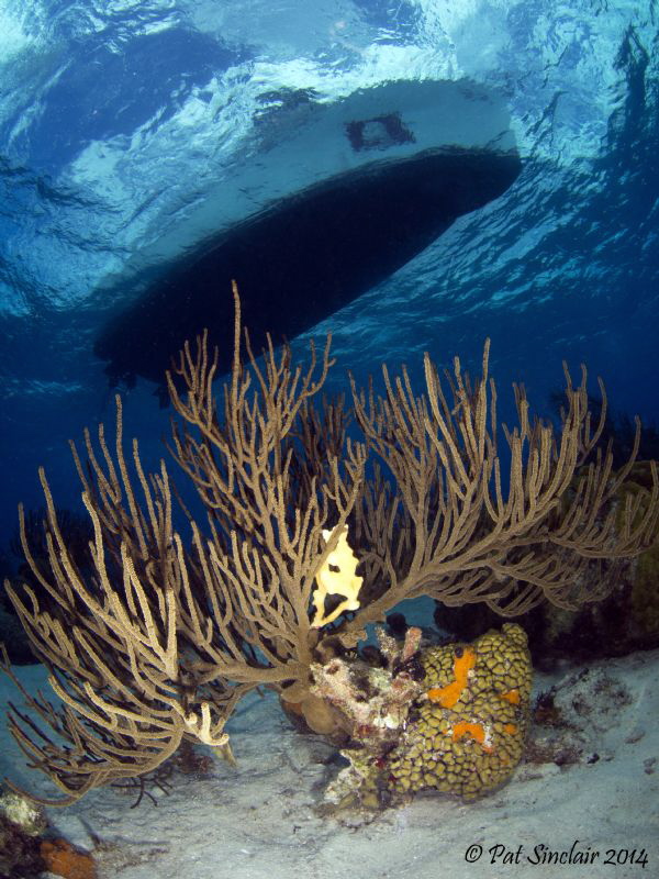 Clear Clear Water!
Taken in Bonaire - the gorgonian was ... by Patricia Sinclair 