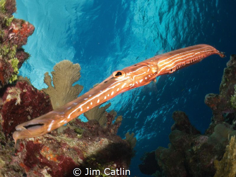Tracked this guy for a while before he allowed me in clos... by Jim Catlin 