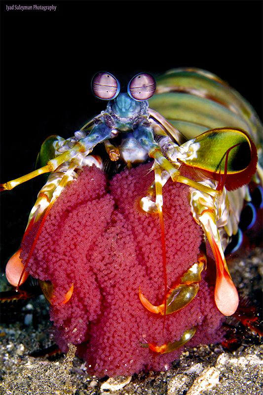 Mantis shrimp with eggs by Iyad Suleyman 