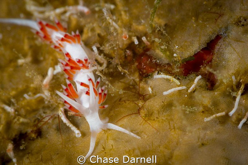 "Mini Me"
This Flabellina is only a couple mm's in length! by Chase Darnell 