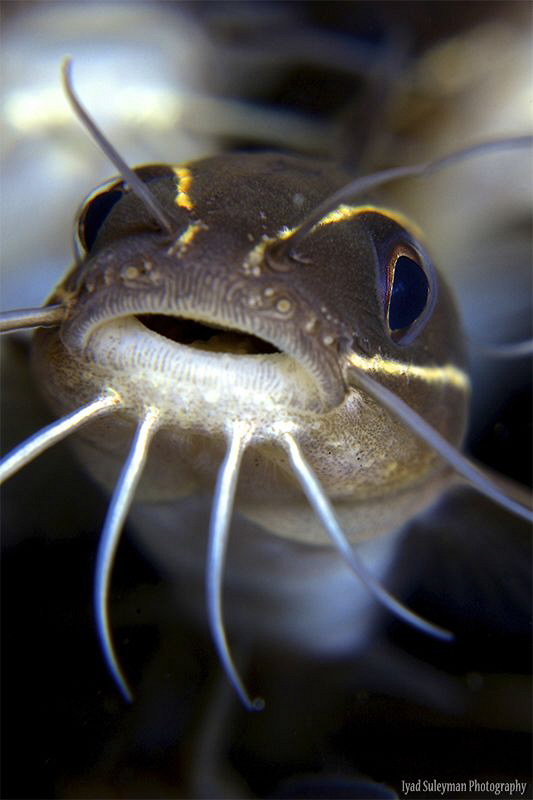 Catfish by Iyad Suleyman 