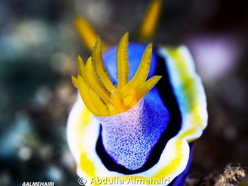 Nudibranch by Abdulla Almehairi 