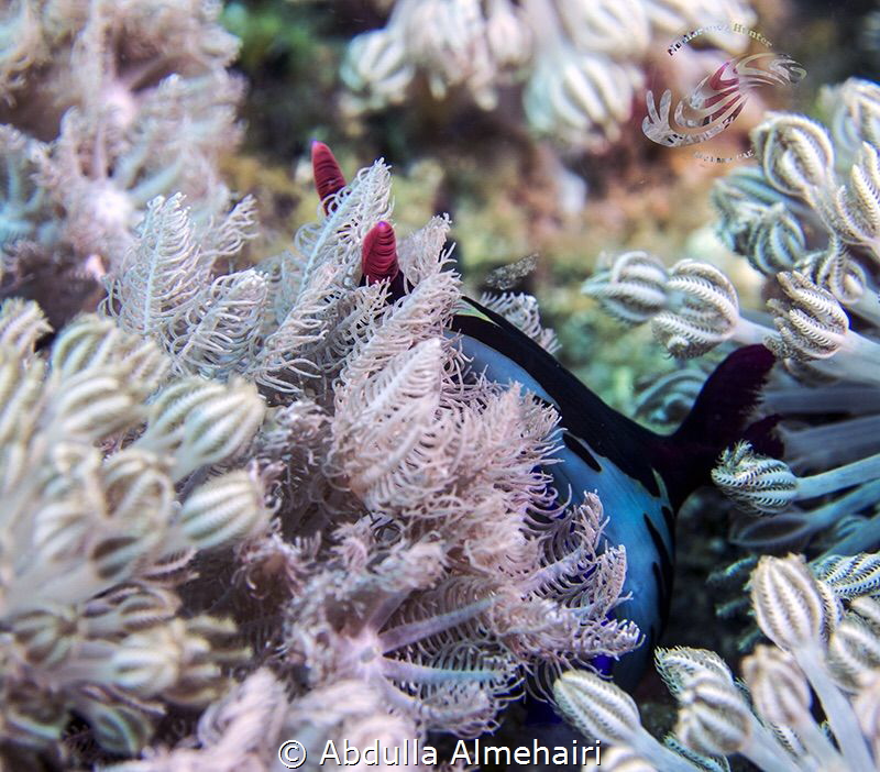 Nudibranch by Abdulla Almehairi 