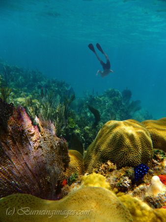 Coral reef at Whale Shoal with Snorkeler, Belize Barrier ... by Douglas Burne 