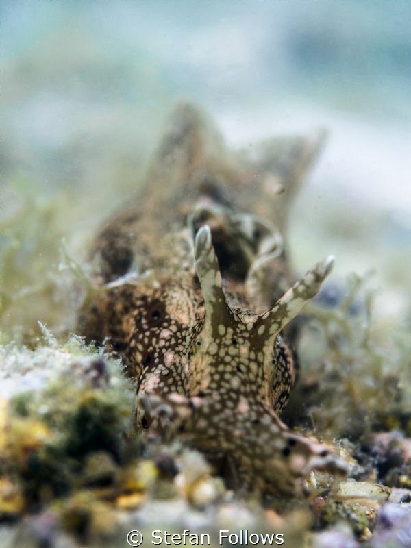 Pastel Princess. Sea Hare - Aplysia oculifera. Chaloklum,... by Stefan Follows 