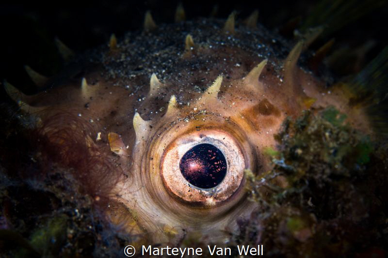 Eye contact by Marteyne Van Well 